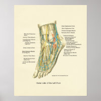 Foot & Ankle Internal Anatomy Poster