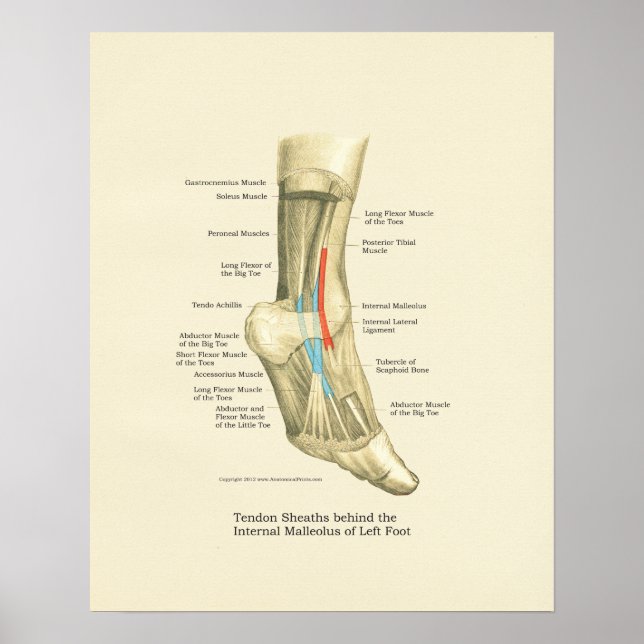 Foot & Ankle Tendons Anatomy Poster (Front)