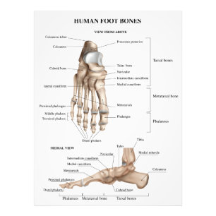 Foot Bones Anatomy Photo Print