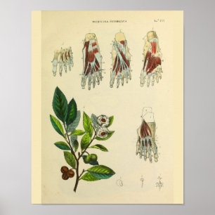Foot Muscles Bones Anatomy Vintage Art Print