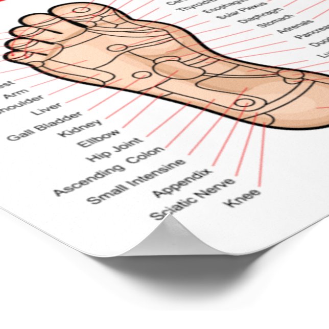 Foot Reflexology : 11x8" Poster (Corner)