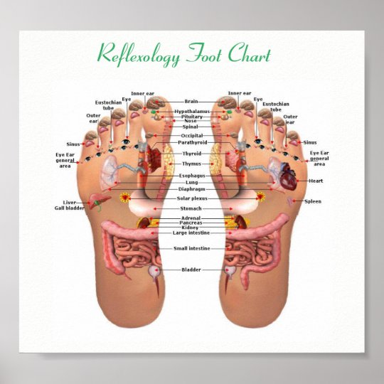 Foot Reflexology 8x7 Poster Zazzle Co Uk