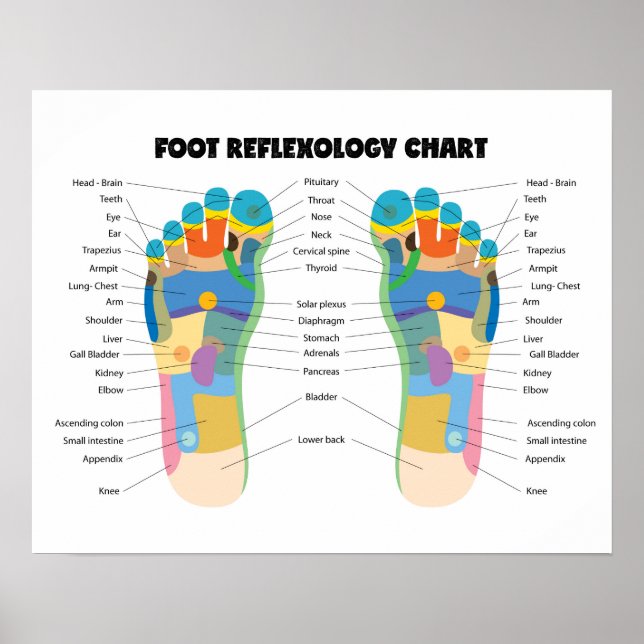 Foot Reflexology Chart 20" x 16", (Matte) (Front)