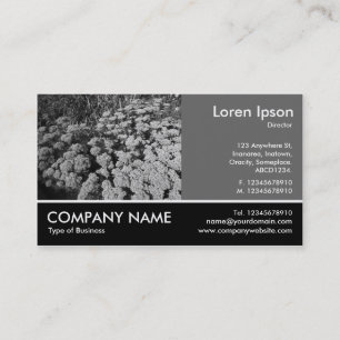 Footed Photo - 60pc Grey - Sedum Autumn Joy (B&W) Business Card