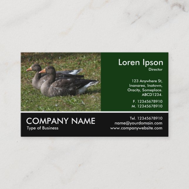 Footed Photo - Greylag Geese Business Card (Front)