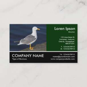 Footed Photo - Yellow-Legged Gull Business Card