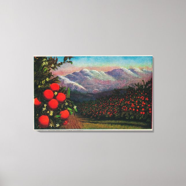 Foothill Orange Grove in the WinterState Canvas Print (Front)