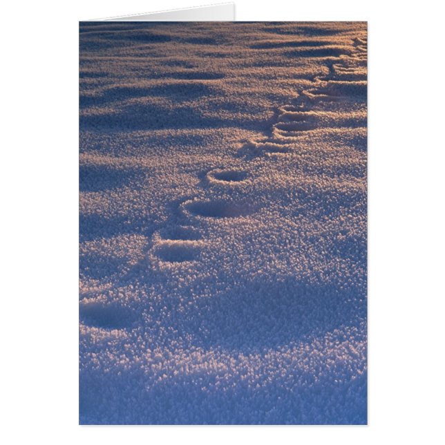 Footprints in Snow (Front)