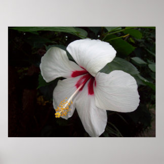 For the flower lovers poster