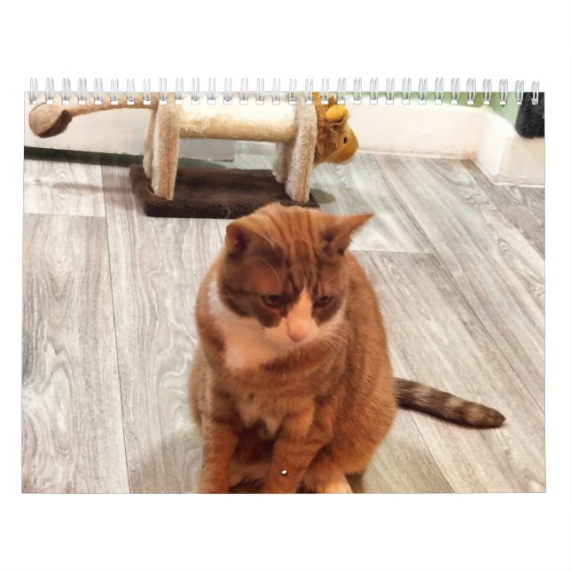 For The Love Of Cats Calendar (Cover)