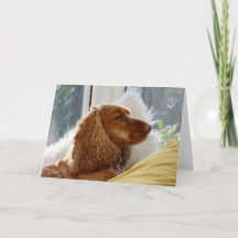 For the love of dogs