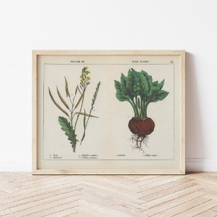 Forage or Field Plants Charlotte Mary Yonge Poster