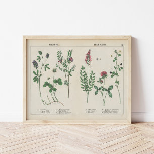 Forage or Field Plants   Charlotte Mary Yonge Poster