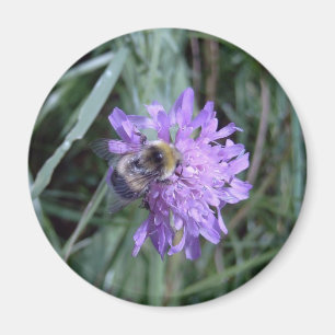 forager magnet