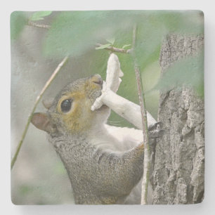 Foraging Squirrel Stone Coaster