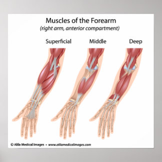 Forearm flexor muscles, medical drawing. poster