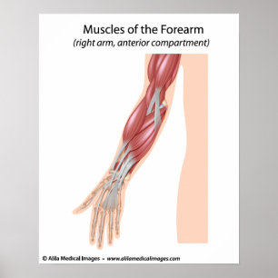 Forearm muscles anterior view poster
