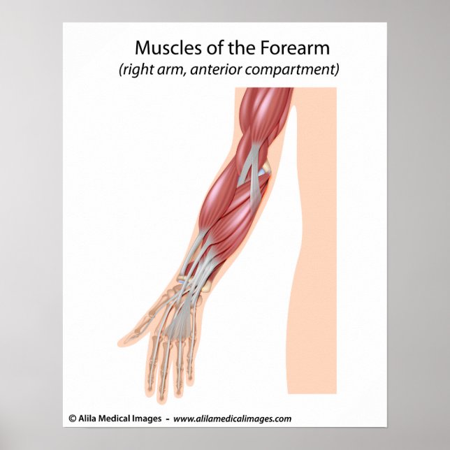 Forearm muscles anterior view poster (Front)