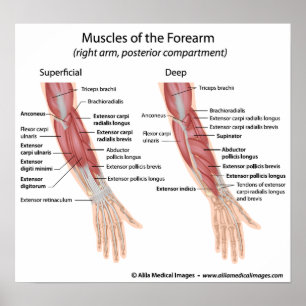 Forearm muscles dorsal compartment poster