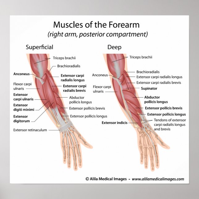 Forearm muscles dorsal compartment poster (Front)