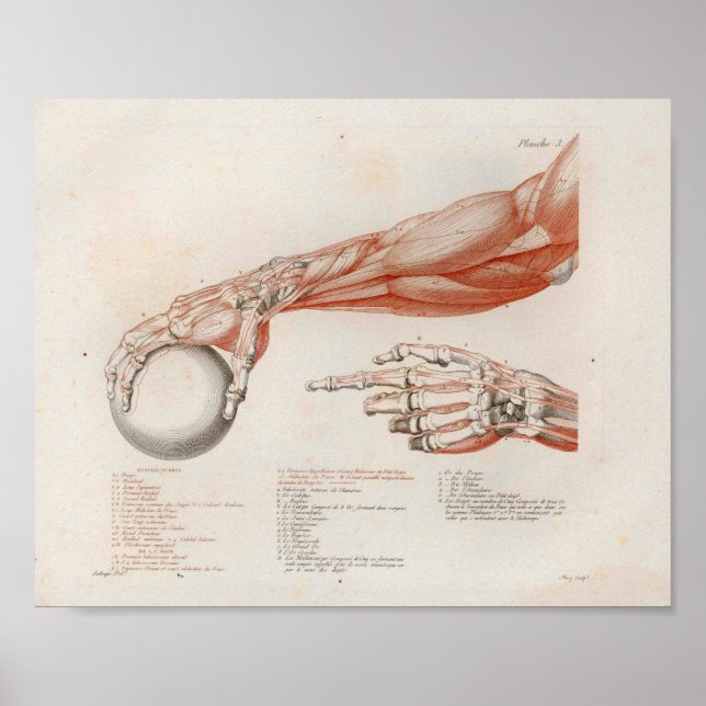 Forearm Muscles Holding Ball Anatomy Print (Front)