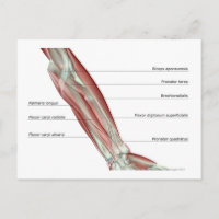 Forearm Musculoskeleton