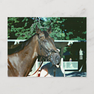 Forego Racehorse 1977 Postcard