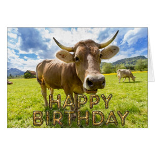 Foreground curious cow