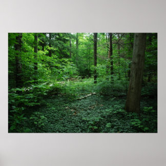 Forest3 Poster