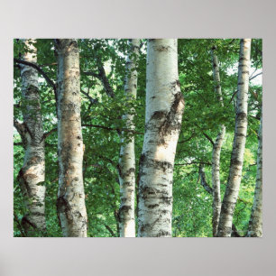 Forest 5 poster
