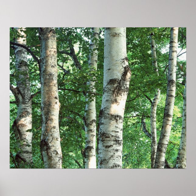 Forest 5 poster (Front)