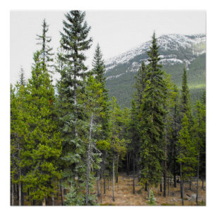 Forest and Mountain Scene Poster