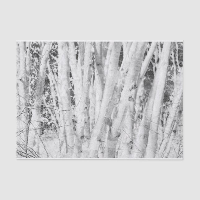 Forest Black And White Birch Trees Tissue Paper (Front)