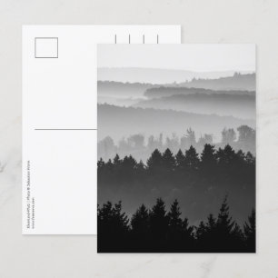 Forest Black and White Landscape Photo Postcard