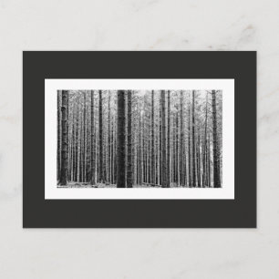 Forest (Black & White) Postcard