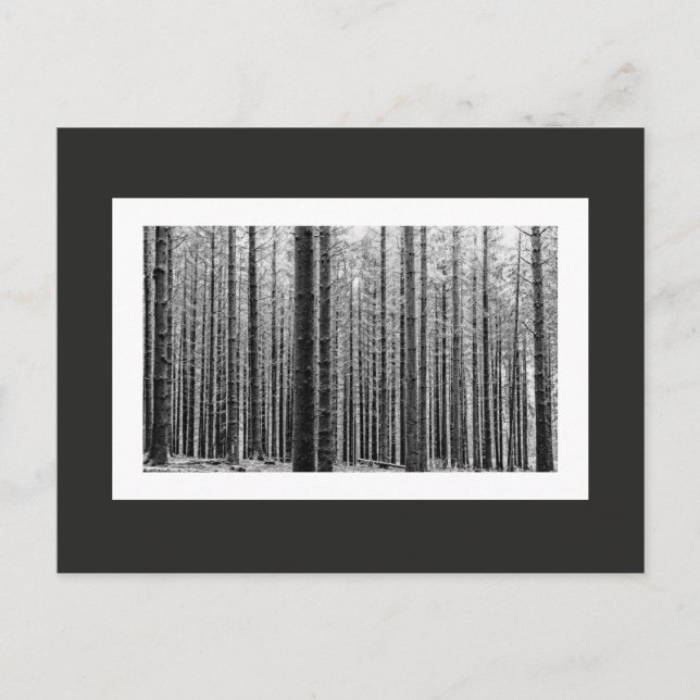 Forest (Black & White) Postcard (Front)