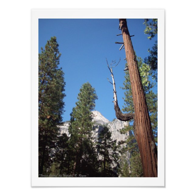 "Forest Cactus" Yosemite Valley Photo Print! (Front)