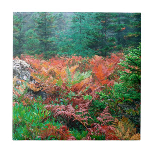 Forest Colourful Ferns In Autumn Acadia Maine Tile
