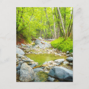 Forest Creek Postcard Peaceful Nature Scene Art