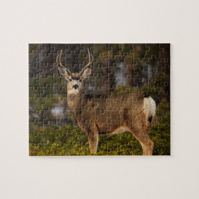 Forest Deer Buck Jigsaw Puzzle (Horizontal)