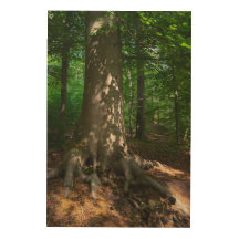 forest depression