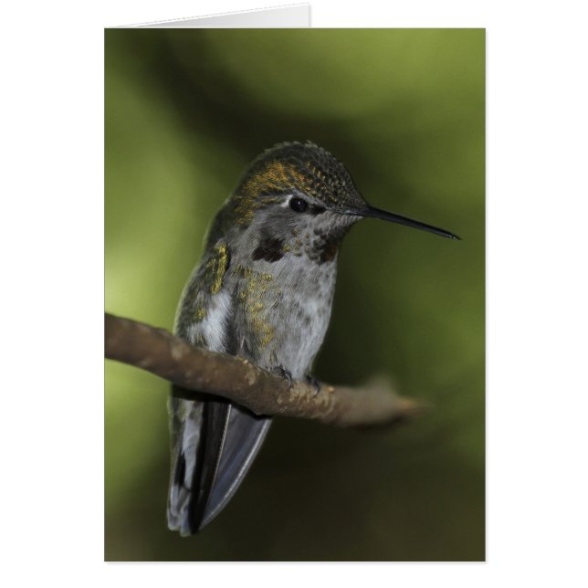 Forest Faerie (Front)