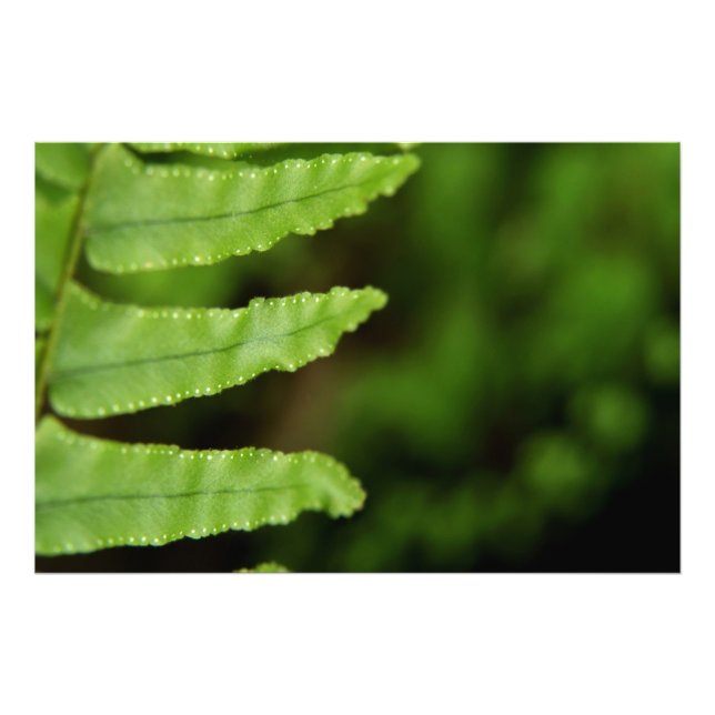Forest Fern Photo Print (Front)