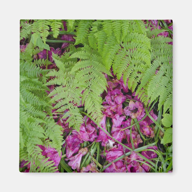 Forest ferns with pink flower petals on ground magnet (Front)