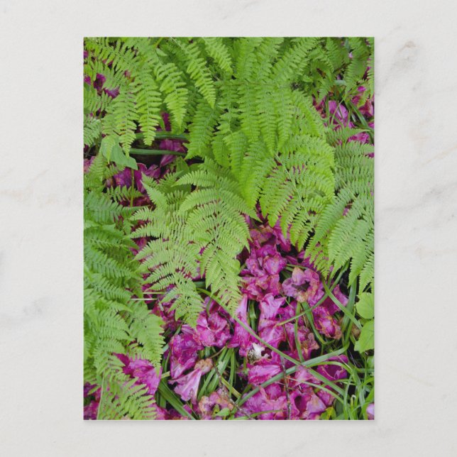 Forest ferns with pink flower petals on ground postcard (Front)
