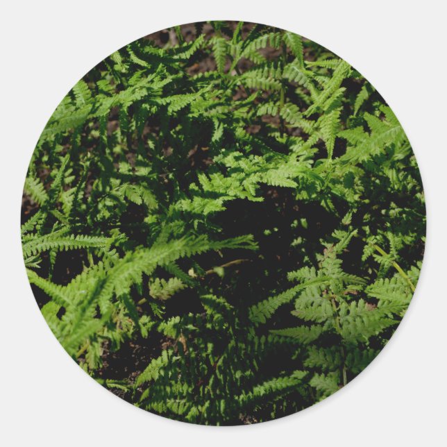 Forest Floor Ferns Classic Round Sticker (Front)