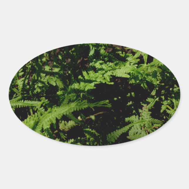 Forest Floor Ferns Oval Sticker (Front)