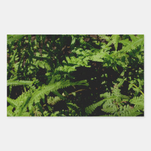 Forest Floor Ferns Rectangular Sticker