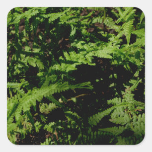 Forest Floor Ferns Square Sticker