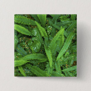 Forest Floor, Quinault Rain Forest, Olympic NP, 15 Cm Square Badge